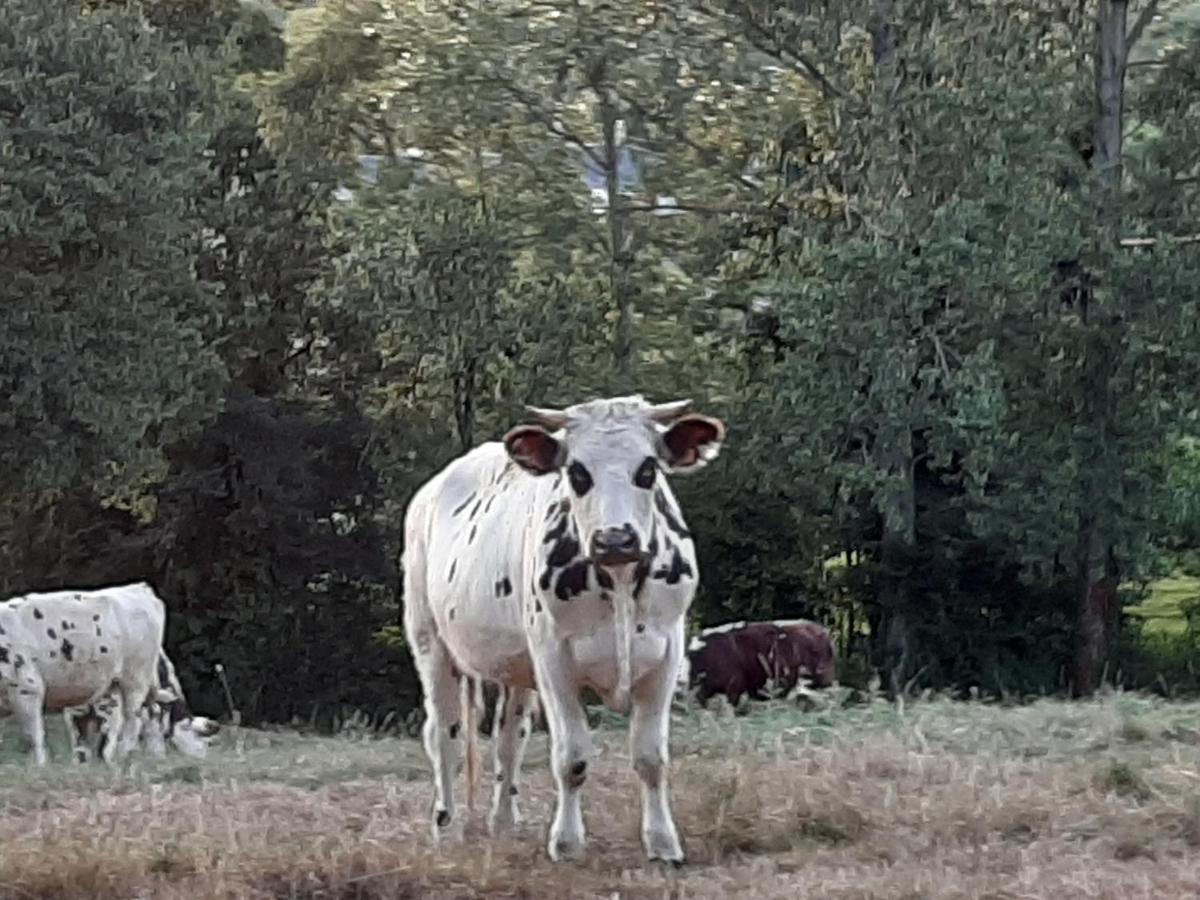 Gite De La Butte Le Charme De La Normandie Entre Terre Et Mer Conde-sur-Vire Exterior foto